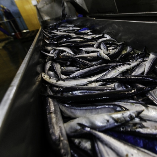 Used Complete Fish Production Line