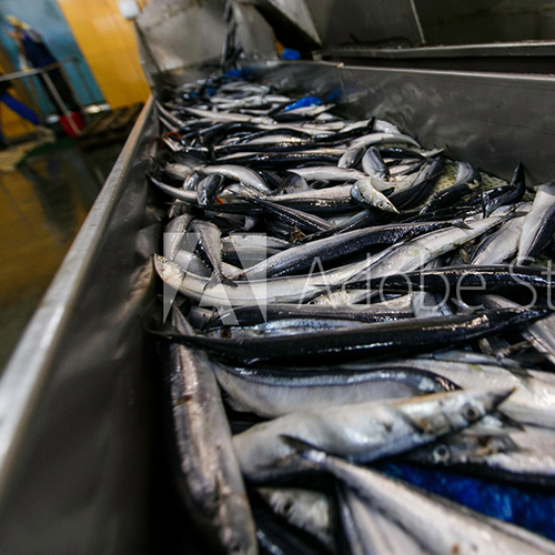 Fish Processing Machinery